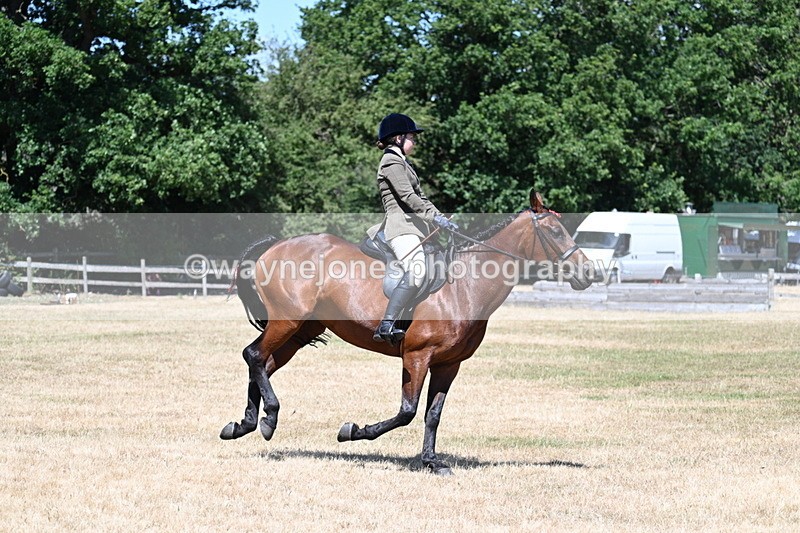 WJ7_3087 - Class 7 Riding Club Show Horse