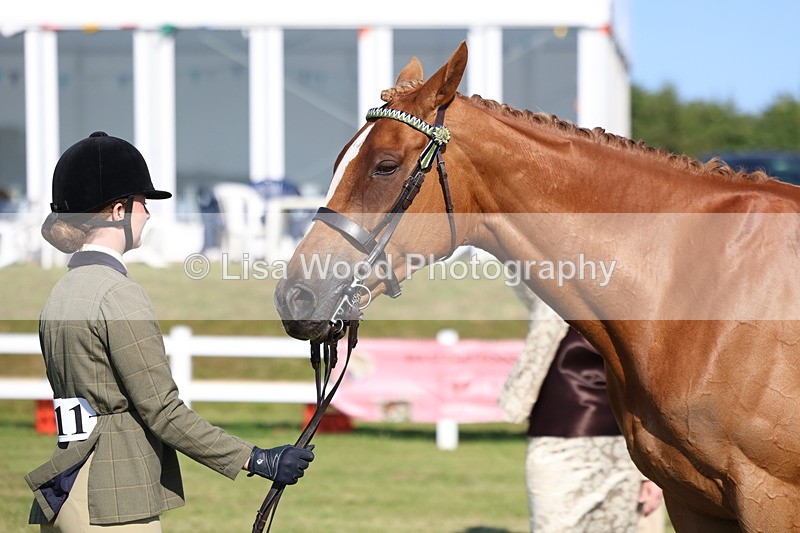 3E7A5684 - Class 2: Rising Star Large Hack/Riding Horse