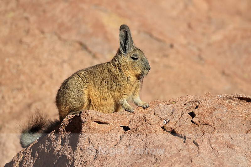 Southern Viscacha close view, Machuca, Chile - Viscacha