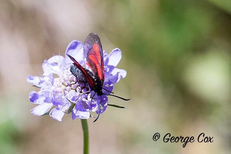 burnet moth pyrenees