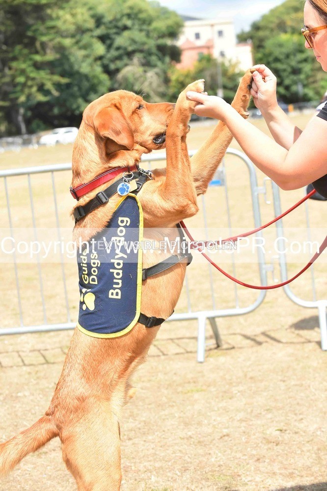 SH4_0221 - Dog show.