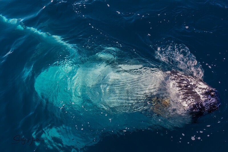 Just Hanging 3_16A7844 - Humpback Whales