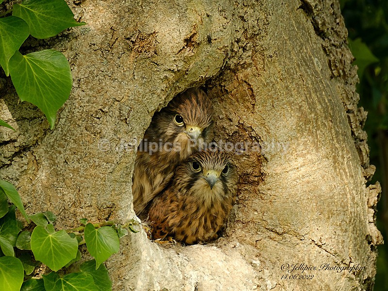  - Wildlife and Nature
