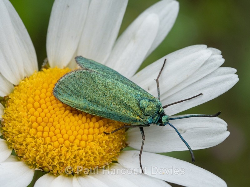 Forester moths (Adscita statices) - Insects, Spiders and other Animals