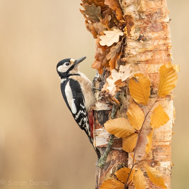 Gt Spotted Woodpecker SD2550 - Greeting Cards