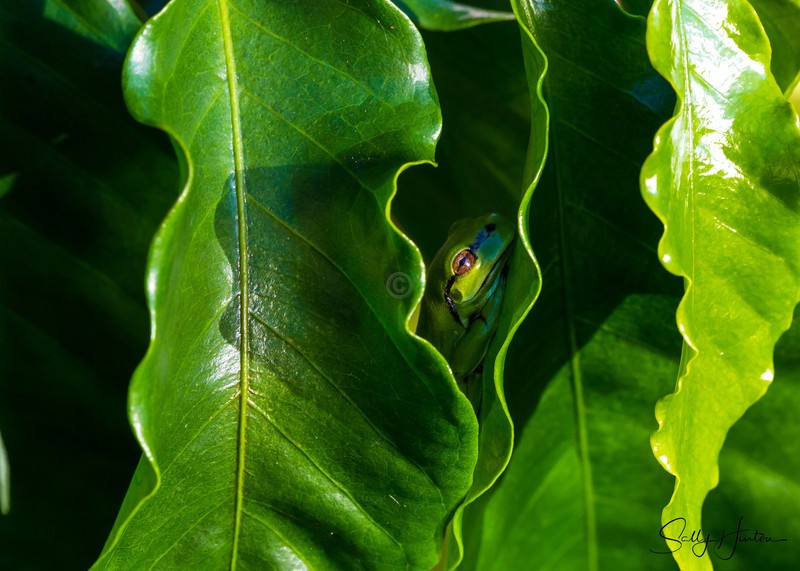 Frog Hiding