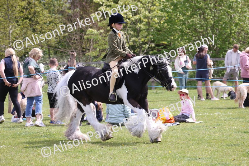 20260426-4046 - Class 33 - Best Pony 14.2hh and Under