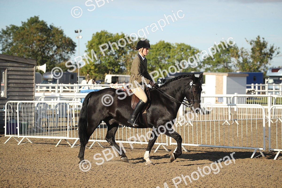 SBM_11495 - Class 502 - Riding Club Horse