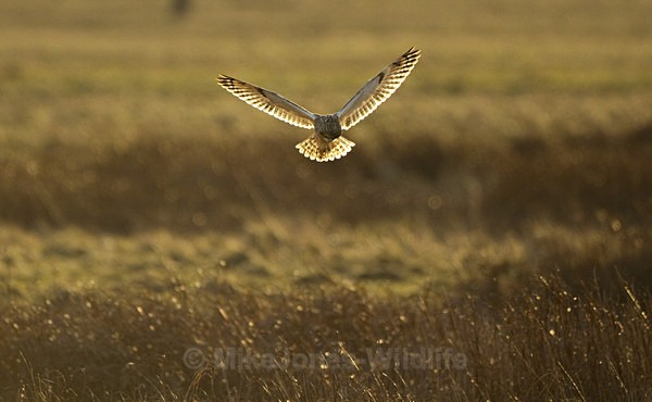 SHORT EARED OWL / REF SEO 20 - SHORT EARED OWLS