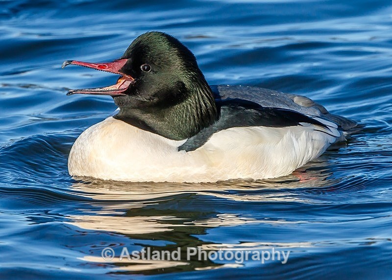 Astland Photography, Bird and Wildlife Images, Susan and Peter Wilson, U.K.
