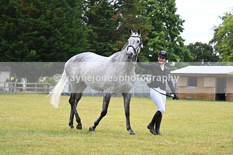 WJ7_6003 - Class 4a Prettiest Mare over 14hh