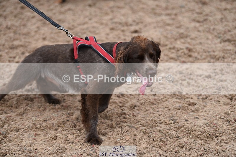 240518A-121236-01121 - Cls 3 Handsomest Dog