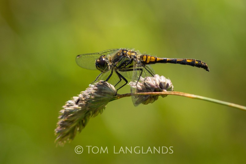 Black Darter - Macro