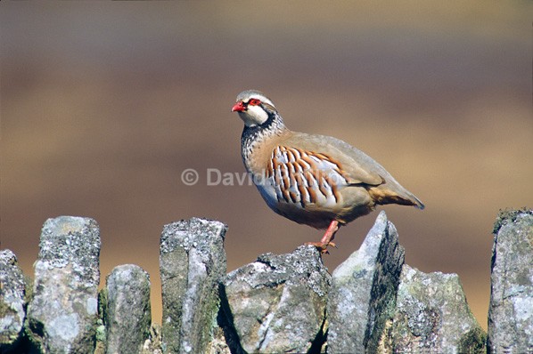 Red-legged Partridge - Birds