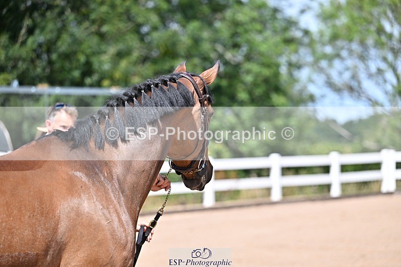 250716-122713-00001 - Trot Up 12.30 to 1.30