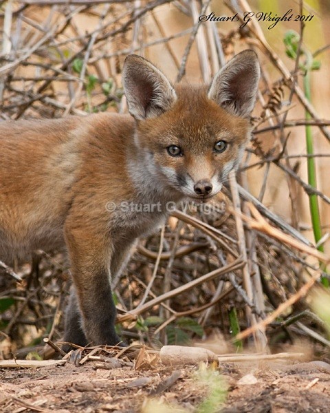 619 - Fox