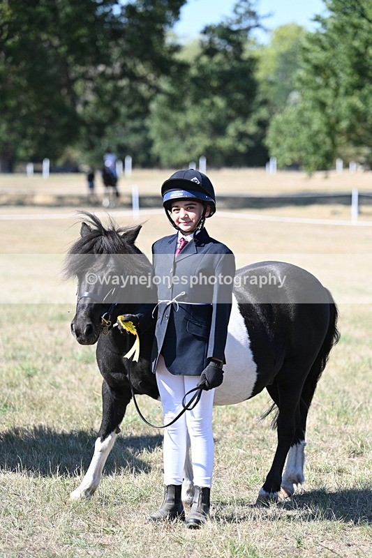 WJ7_1681 - Class 42 Most Handsome Gelding