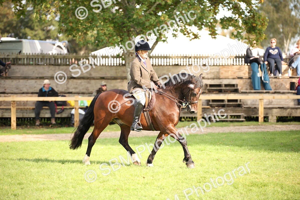 SBM_50164 - S26 - Young Veteran - Ridden