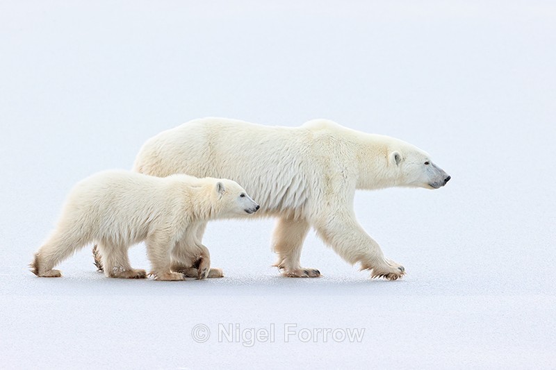 Polar Bear cub alongside mother, Churchill, Canada - Polar Bear