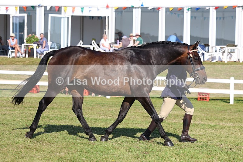 3E7A5665 - Class 2: Rising Star Large Hack/Riding Horse