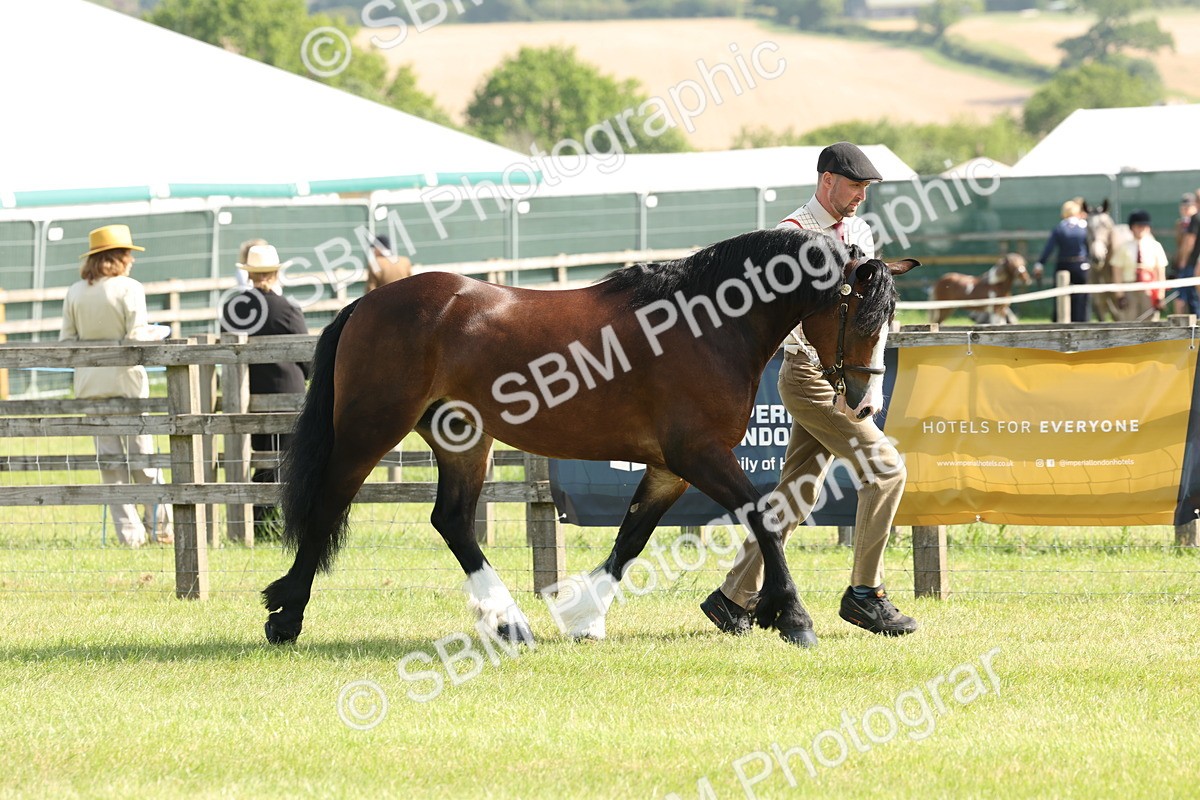 SBM_02056 - Class 6-13 - Mountatin and Moorland In Hand Welsh Breeds
