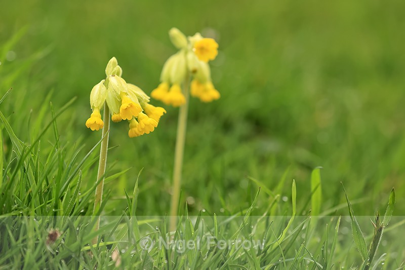 Cowslip flowers, Hill Bottom, Dorset - PLANTS