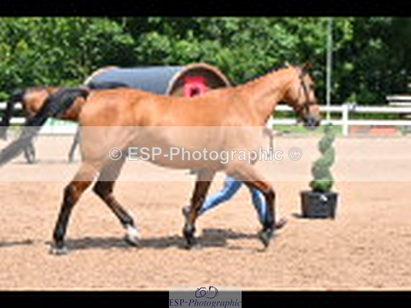 240718A-105300-01423 - Trot Up 12pm to 1pm