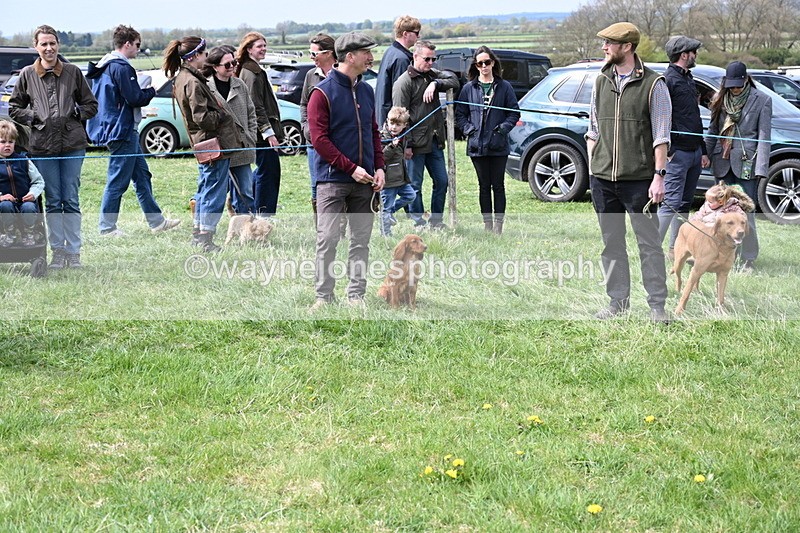 WJ6_8668 - Class 8 Best Working / Gun Dog or Bitch