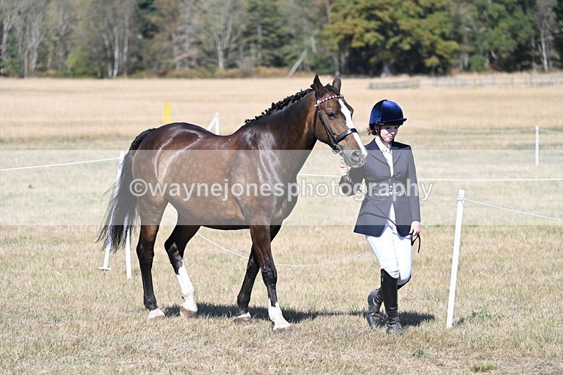 WJ7_1467 - Class 42 Most Handsome Gelding