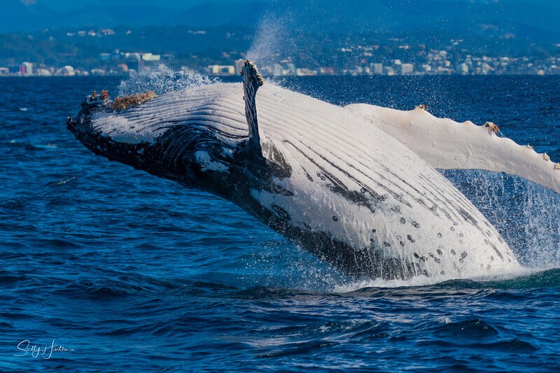 Right hand Breach 1. 0A3A6542 - Humpback Whales