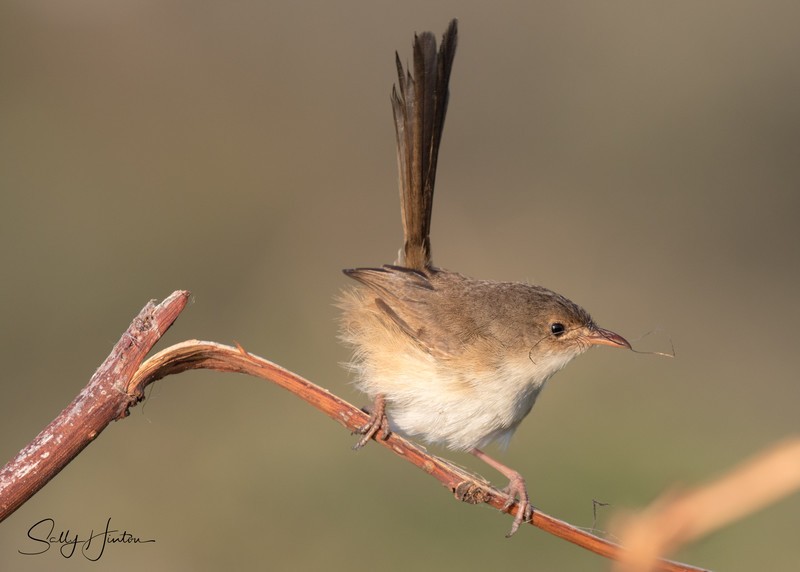 Red Wren Female 11