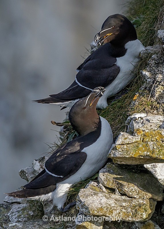 Razorbill 2 - Guillemots,Razorbills