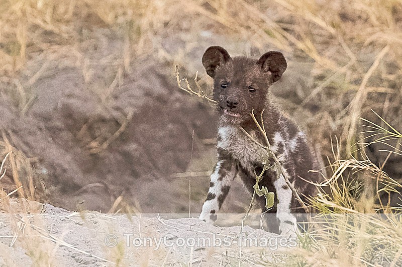 Wild Dog Pup - Botswana ~ The Mammals