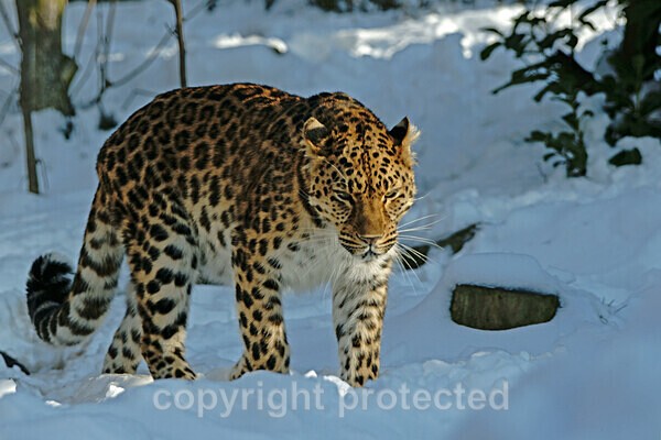 Amur leopard - Milena - Big Cats