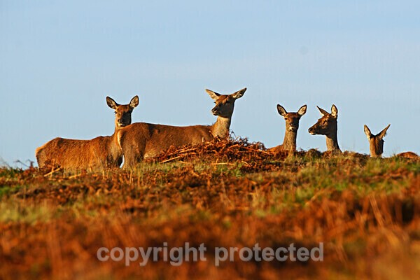  - Bradgate Park