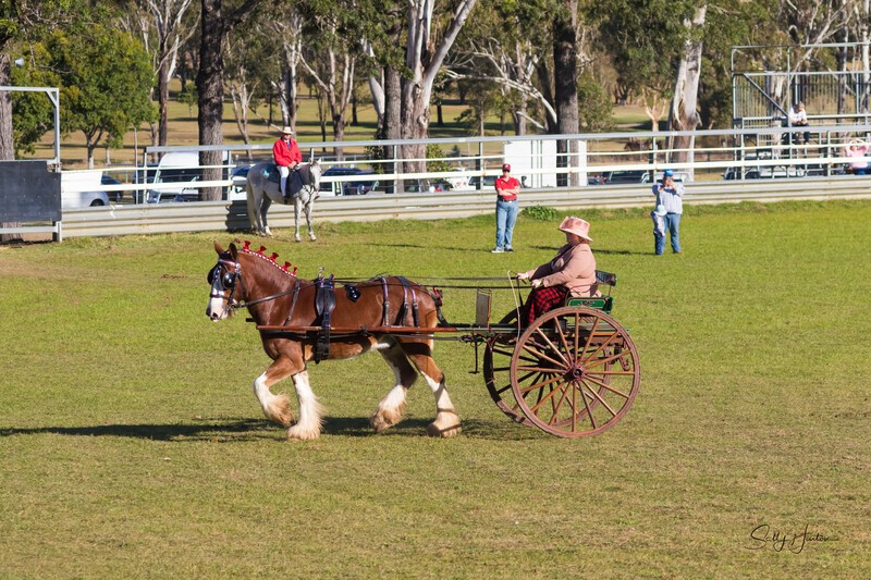 One horse and cart 6. 0A3A9547 - 2025 Senic Rim Clydesdale Spectacular