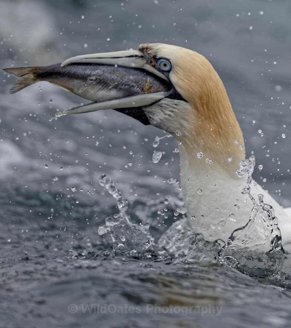Gannets_0001 - Bass Rock