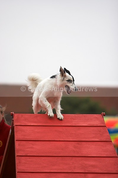 - Tendring Agility Group- St Osyth Summer Fete