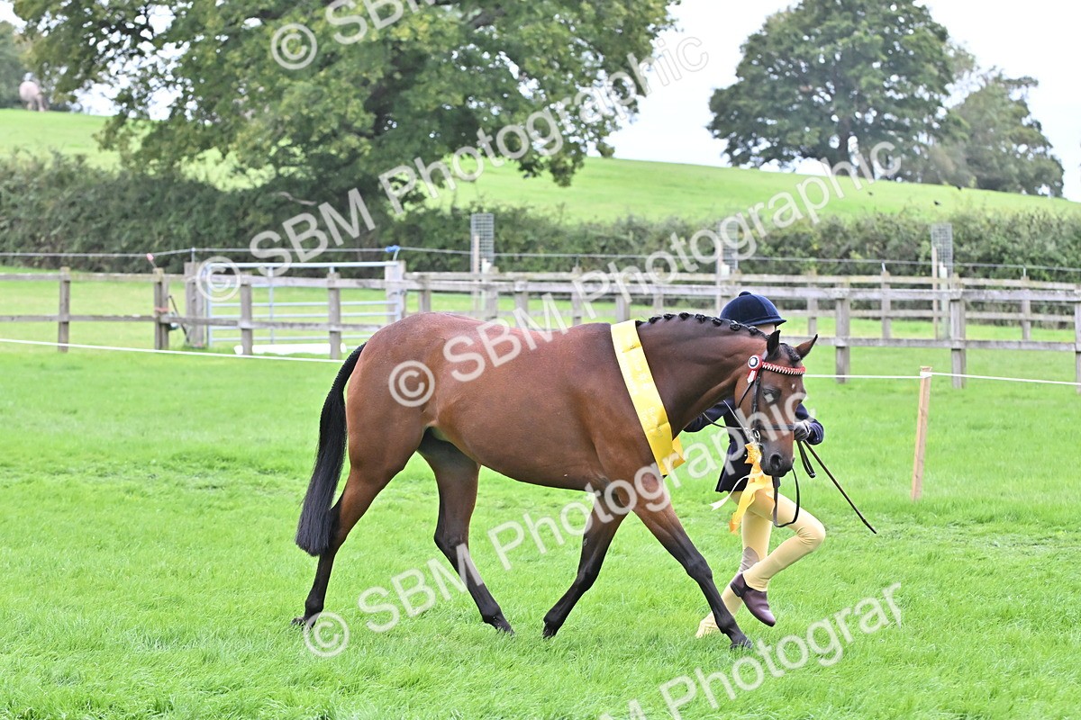 SBM_64965 - S50 - Show Pony & Show Hunter Pony In Hand