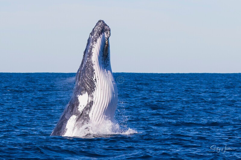 0A3A3500 - 2024 Whale Photos