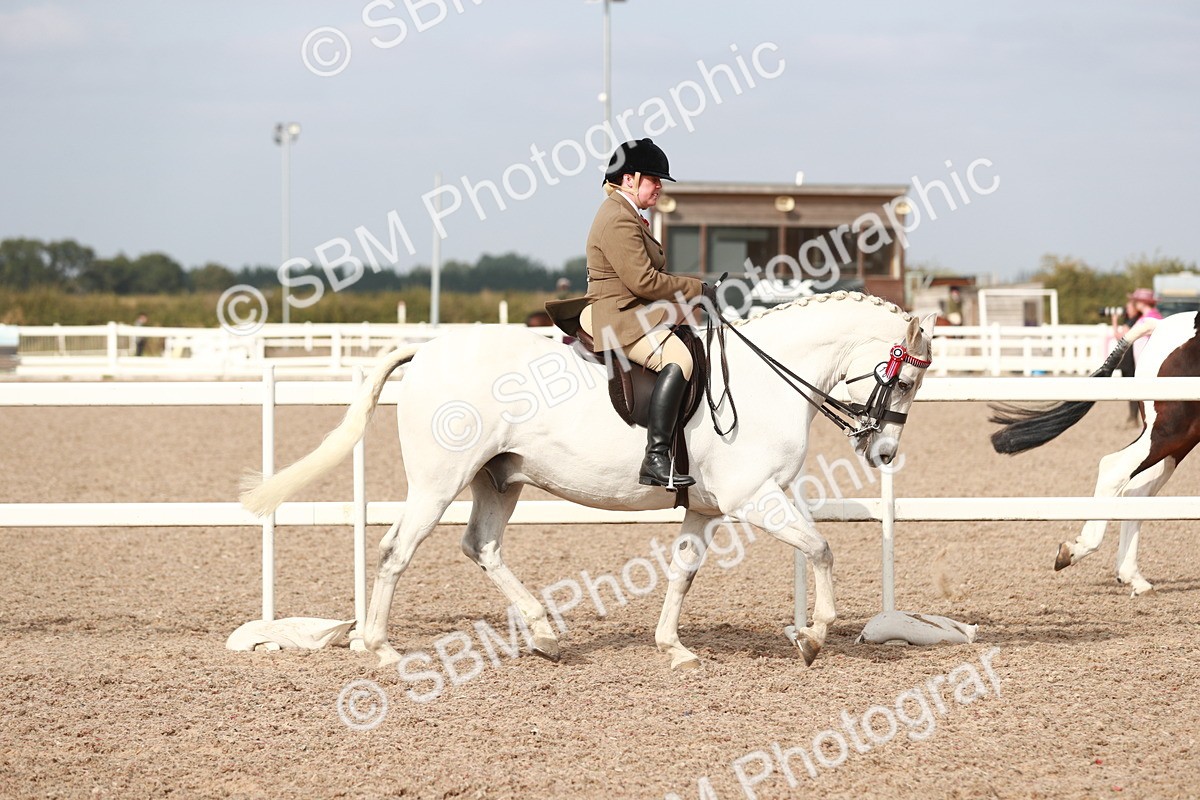 SBM_17464 - Class 215 Ridden Hack/ Riding Horse