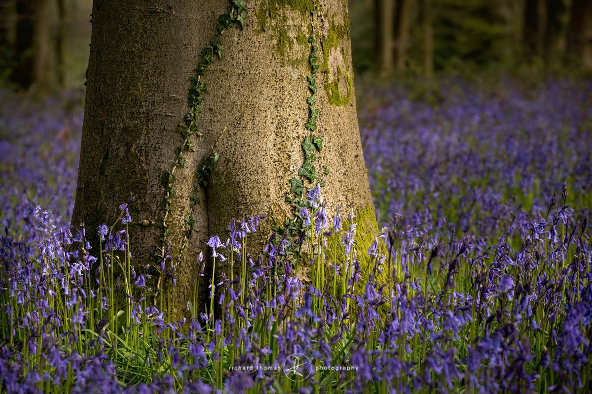 Footlight - BlueWood