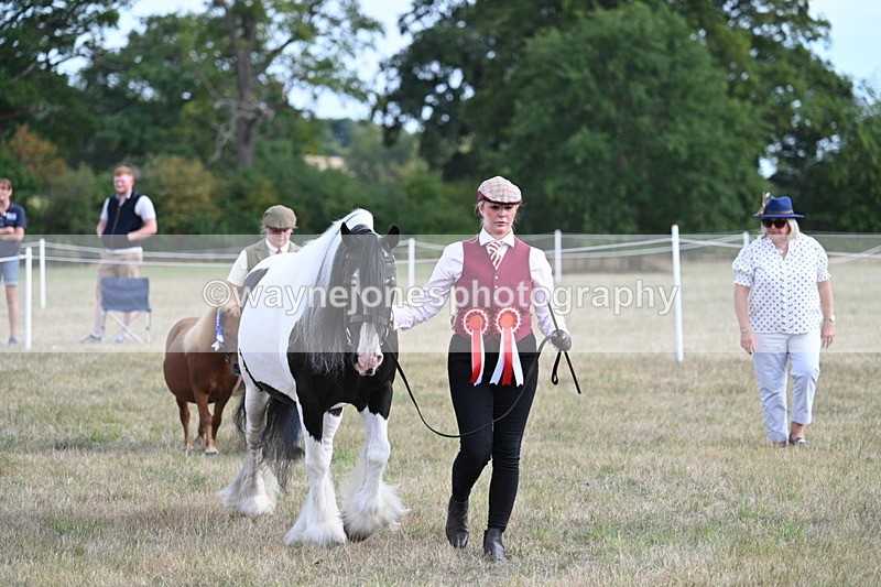 WJ7_8294 - In-hand Championship