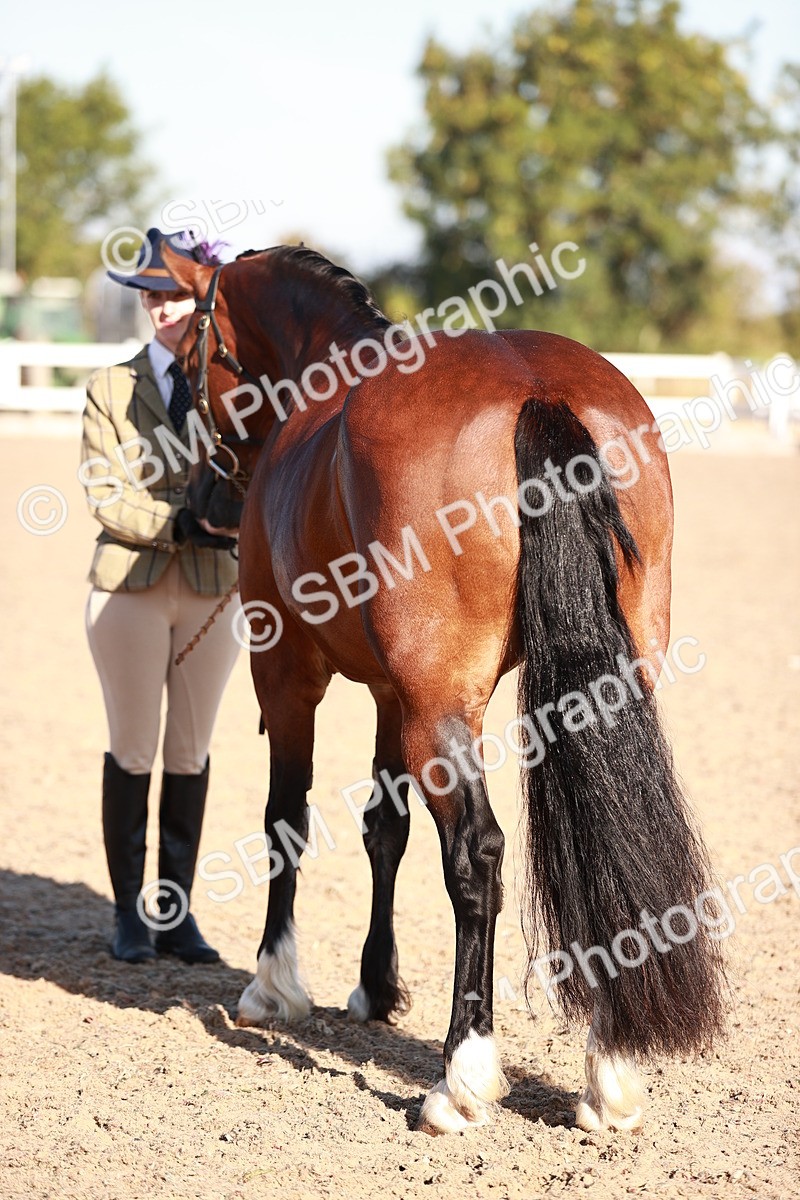 SBM_11417 - Class 402 - IH  Veteran pony
