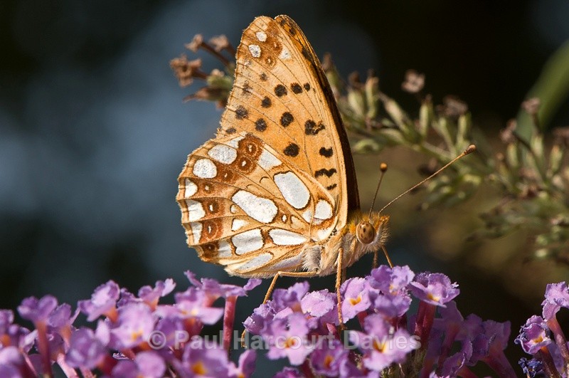  - Bugs: Butterflies