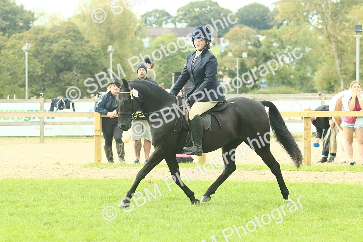 SBM_74112 - S 61 - Show Pony & Show Hunter Pony Ridden