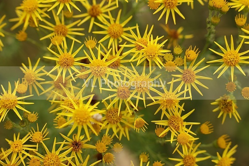 Yellow Flowers - Plants and Trees