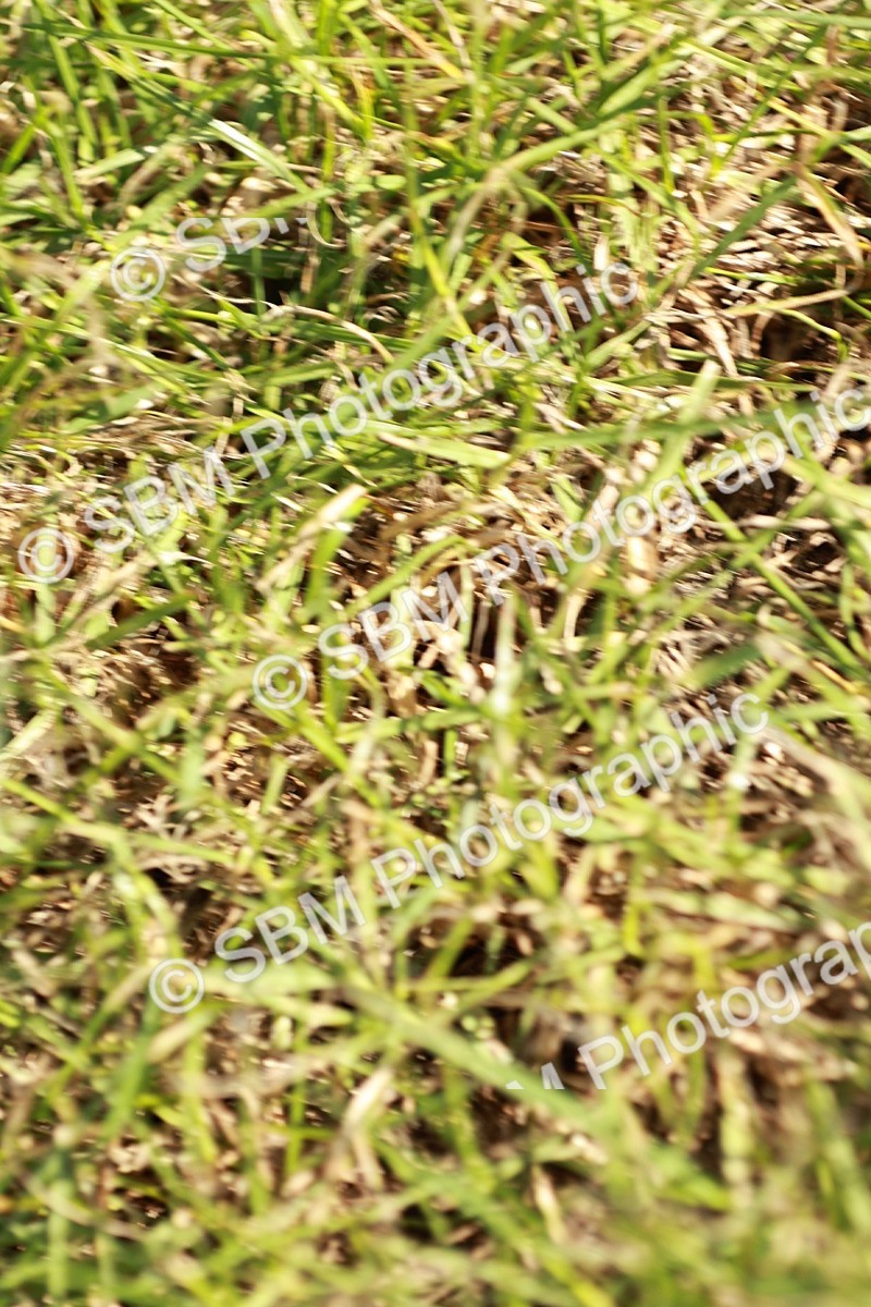 SBM_18500