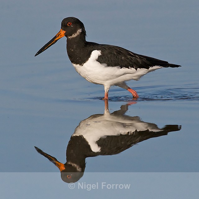 Oystercatcher reflection in Brownsea Lagoon - Oystercatcher