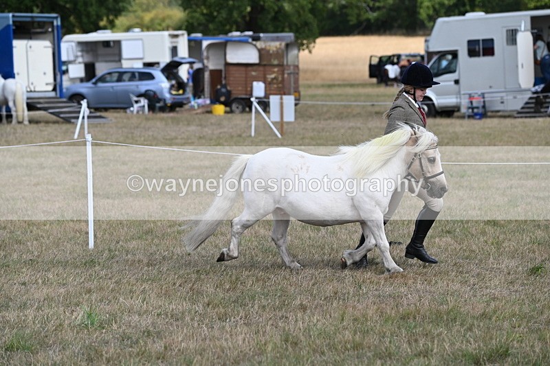 WJ6_6910 - Class 21 Shetland & Mini Horses